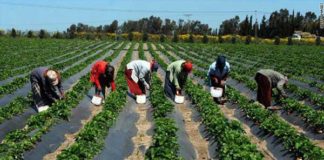 Comprendre la Certification/ Labellisation agricole