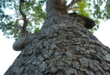 Les plantes médicinales au Sénégal