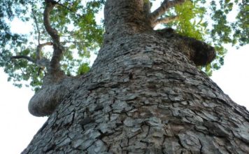 Les plantes médicinales au Sénégal