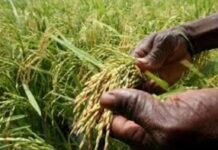 Pour l’autosuffisance en riz en Afrique de l’Ouest d’ici 2025: la CEDEAO lance un nouveau plan d’action régional