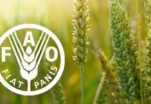 Cadre de Programmation par Pays -CPP/Sénégal: La FAO présente les résultats à mi-parcours